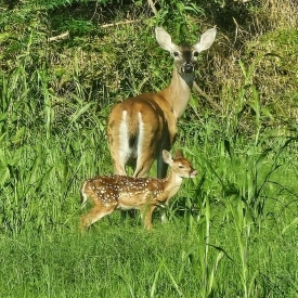 Doe and Fawn